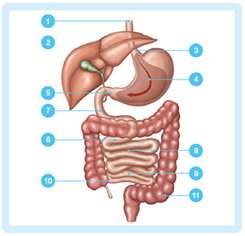 best bariatric surgery in india